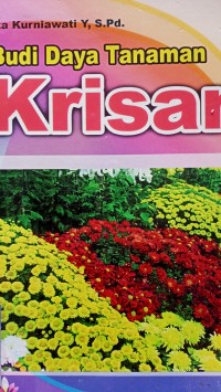 Budidaya tanaman krisan